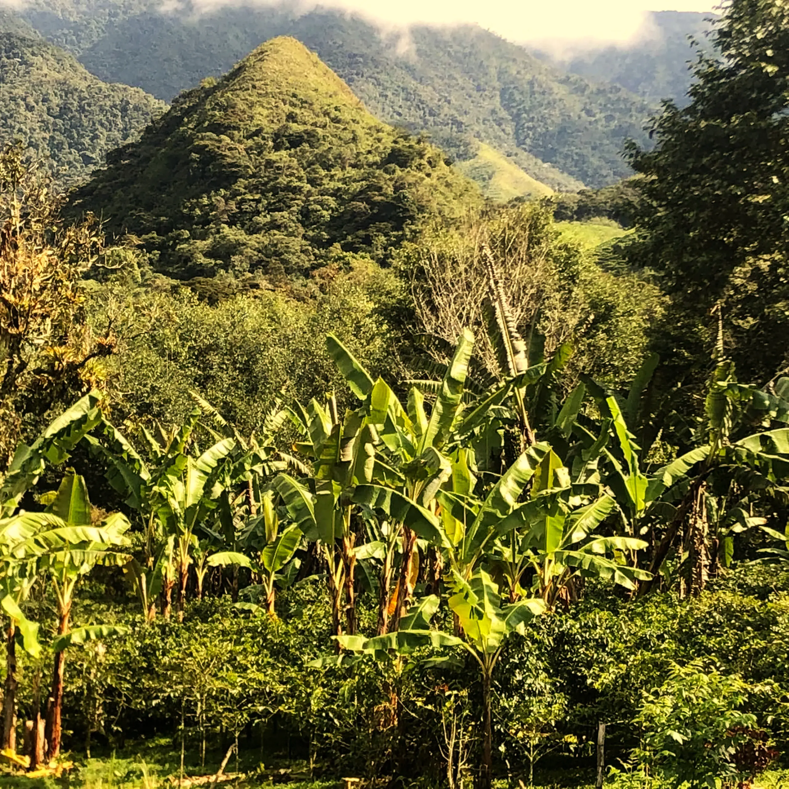Pico de montaña cubierto de bosque sobre un cultivo de plátano y café, en la finca de Pyramid Valley